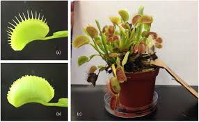 5) dionaea muscipula 'big mouth.'. Testing Darwin S Hypothesis About The Most Wonderful Plant In The World The Venus Flytrap S Marginal Spikes Are A Horrid Prison For Moderate Sized Insect Prey Biorxiv