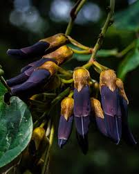 Image result for Mucuna poggei