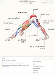 Down Facing Dog Yoga Anatomy Yoga Anatomy Yoga Muscles Yoga Fitness