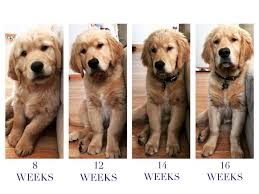 This video shows twelve, let us repeat, twelve, newborn golden retriever puppies. 75 Golden Retriever Puppies Proving There S Still Good In This World