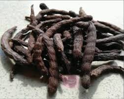 Image result for Xylopia aethiopica