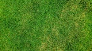If after submitting your application, you would like to be considered for additional. Chlorpyrifos Use Changes Merit Turf Withdrawal Gcma