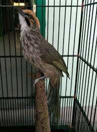 Check spelling or type a new query. Suara Mahal Burung Cucak Rowo Beserta Harganya