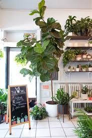 15 Houseplants That Won T Die On You Easy House Plants Large Indoor Plants House Plants Indoor