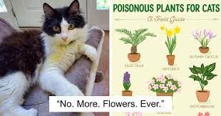 Every part of the plant, even. Woman Almost Accidentally Kills Her Cat After It Plays With Lilies Warns Others About Its Danger Bored Panda