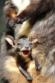 In What Could Possibly Be The Cutest Thing You Ve Ever Seen A Female Brush Tailed Rock Wallaby Joey Has Star Cute Animals Cute Baby Animals Baby Animals Funny