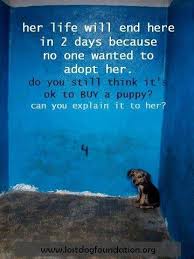 Pin By Megan On Mike S Canine Companion On Fb Pittdog Instagram Save Animals Animal Shelter Adoption