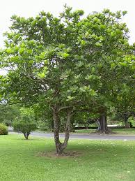 Image result for Terminalia stuhlmannii