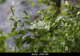 Image result for Vincetoxicum sylvaticum