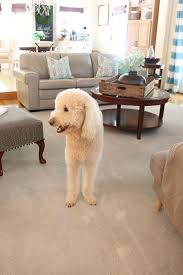 See full list on iheartdogs.com Pet Friendly Carpet Makes Life Easier Refresh Restyle