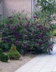 Sommerflieder Black Knight Black Knight Butterfly Bush Butterfly Bush Front Yard Design