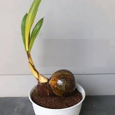 Hal ini dimaksudkan supaya tidak mengeluarkan biaya yang. Jual Bonsai Kelapa Bonsai Kelapa Gading Kuning Mini Pohon Kelapa Mini Di Lapak Arumishop Bukalapak