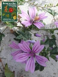 Annual, biennial or perennial herbs, rarely small shrubs. Malvaceae Mallow Family Identify Plants Flowers Shrubs Trees