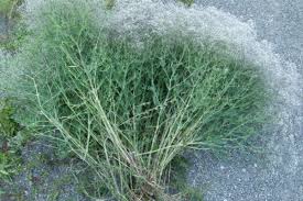 Mar 05, 2021 · how to grow. Baby S Breath Invasive Species Council Of British Columbia