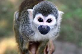 Maybe you would like to learn more about one of these? Why Monkeys Don T Belong In Your Living Room Pasa