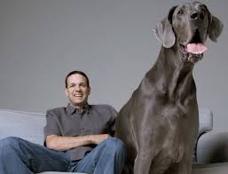 George The Great Dane World S Largest Dog Scared Of Small Dogs Worlds Largest Dog Big Dogs Tallest Dog