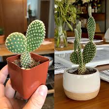 The cactus community on reddit. Bunny Ear Cactus Growing Care For The Bunny Ears Succulent Opuntia Microdasys