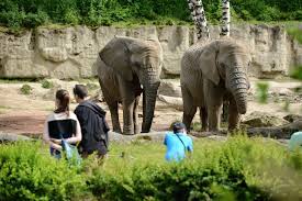 Marketing a informace pro média: Zoo Zlin African Elephants
