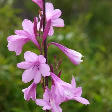 Image result for Watsonia