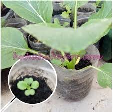 Nilainya bertambah berganda dan kadang kala mampu memberi hasil yang lumayan. Diy Kitar Semula Botol Plastik Jadi Pasu Tanam Sayur Blog Santai Santai Jerr