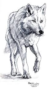 Then, draw another circle overlapping the oval for the wolf's head. White Wolf By Silvercrossfox On Deviantart Animal Sketches Animal Drawings Wolf Drawing