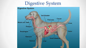 Maybe you would like to learn more about one of these? Why Is Your Dog Vomiting Yellow And How To Manage It