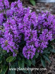 Image result for Stachys didymantha