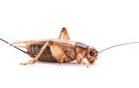 Crickets provide values for the ecosystem and for humans. Wallpaper Legs Insect Cricket Images For Desktop Section Makro Download