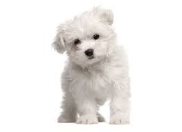However, free maltese dogs and puppies are a rarity as rescues usually charge a small adoption fee to cover their expenses (usually less than $200). Florida Maltipoo Puppies For Sale From Vetted Breeders