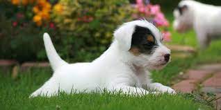 Jack Russell Terrier Information Characteristics Facts Names Terrier Dog Breeds Happy Dogs Dog Breeds