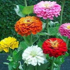 There are 915 zinnia wedding for sale on etsy, and they cost $6.58 on average. Zinnia Elegans Flower Seeds Pumila Mix Dahlia Bouquet Butterfly Heirloo Bulk 3 69 Picclick