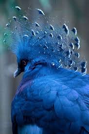 Awesome Blue Color Zsazsa Bellagio Beautiful Birds Animals Animals Beautiful