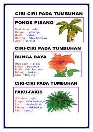 Pohon serut (streblus asper) memiliki banyak manfaat di kehidupan manusia. Gambar Akar Bunga Raya