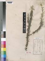 Image result for Helichrysum argyranthum