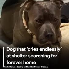 A dog that "cries endlessly" at a shelter in Indiana is in desperate need  of a forever home. MORE: bit.ly/3wAdrjy