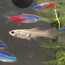 Wir zeigen dir alle wachstumsphasen und erklären dir im detail, worauf du hast du dich auch schon gefragt: Kriege Ich Bald Guppy Babys Fische Aquarium Aquaristik