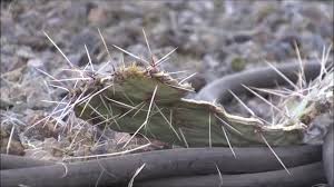 Papillae in camels partially consist of keratin, the same hard material that your fingernails are made of. Camels Eating Prickly Pear Cactus Gif By Cheshix Gfycat