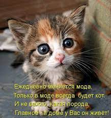 Зверьё и комменты