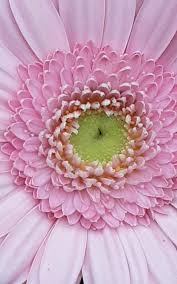 Image result for Gerbera jamesonii