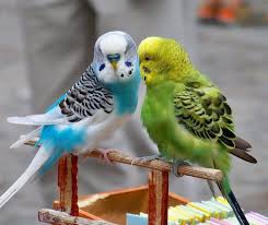 ÙØªÛØ¬Ù ØªØµÙÛØ±Û Ø¨Ø±Ø§Û ØªØµØ§ÙÛØ± Ø¯Ù Ù¾Ø±ÙØ¯Ù Ø¯Ø± Ú©ÙØ§Ø± ÙÙ