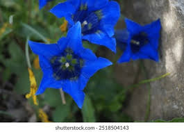 Image result for Swertia pleurogynoides