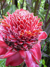 Check spelling or type a new query. 10 Most Unusual Flowers In The World 10 Most Today
