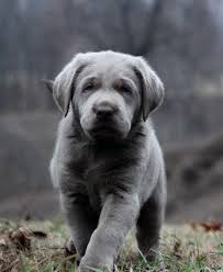 Advertise your dogs and puppies for free! English Labrador Retriever Rescue Petfinder