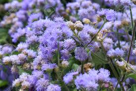 Check spelling or type a new query. Purple Flowers In Chicago Lincoln Park Stock Photo Picture And Royalty Free Image Image 145200358