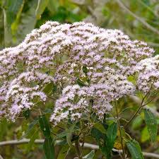 Image result for Vernonia myriantha