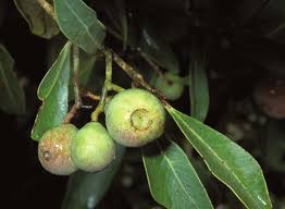 Image result for Syzygium komatiense