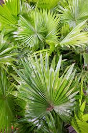 Image result for Serenoa repens