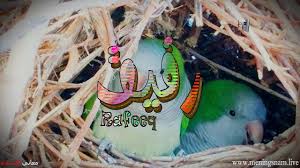 معنى اسم رفيق وصفات حامل هذا الاسم rafeeq christmas ornaments novelty christmas holiday