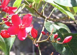 Image result for Jatropha seineri