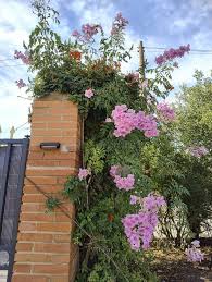 Image result for Podranea brycei